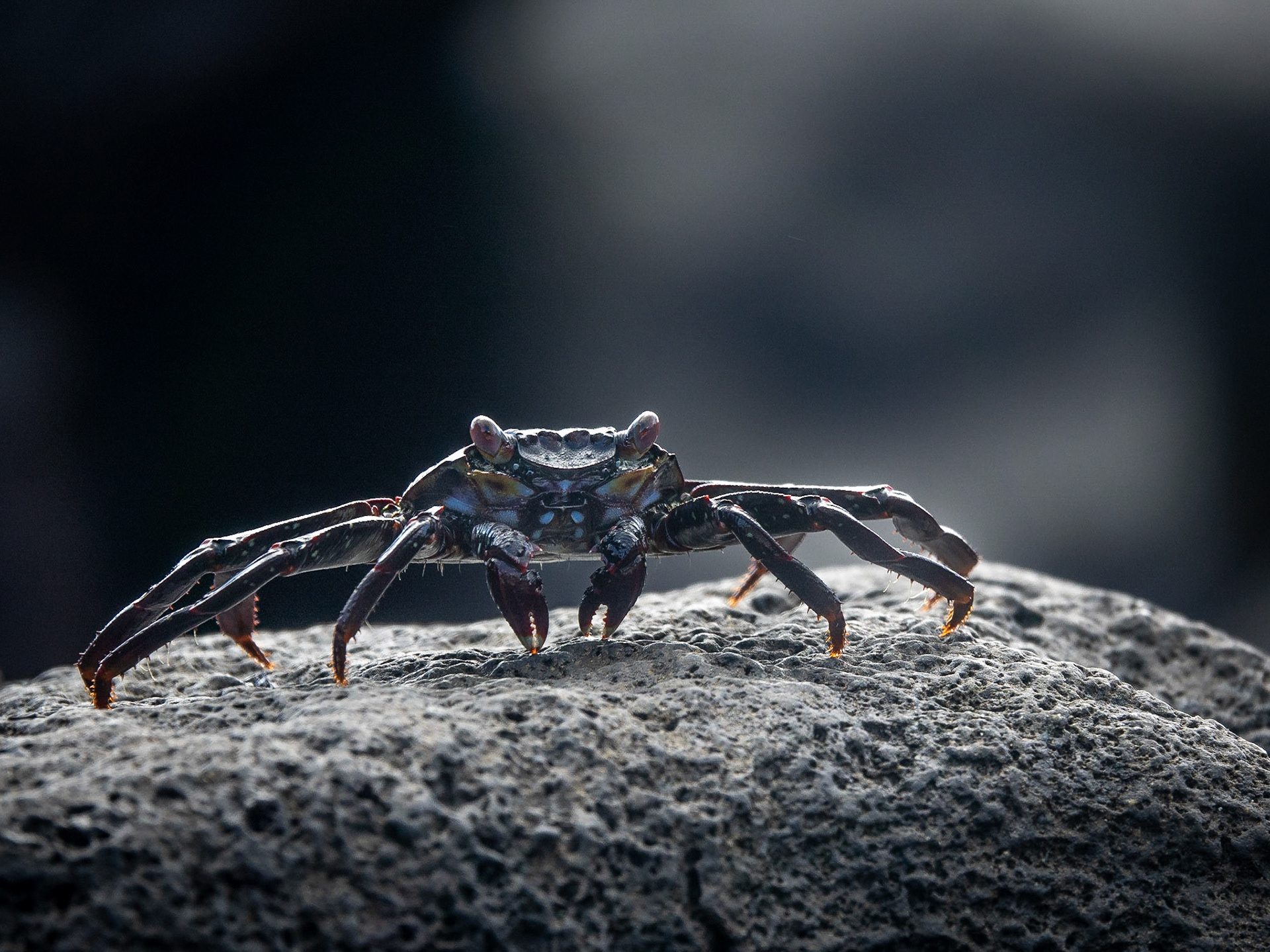Juvenile Sally Lightfoot Crab (Grapsus grapsus), San Cristóbal, Galápagos