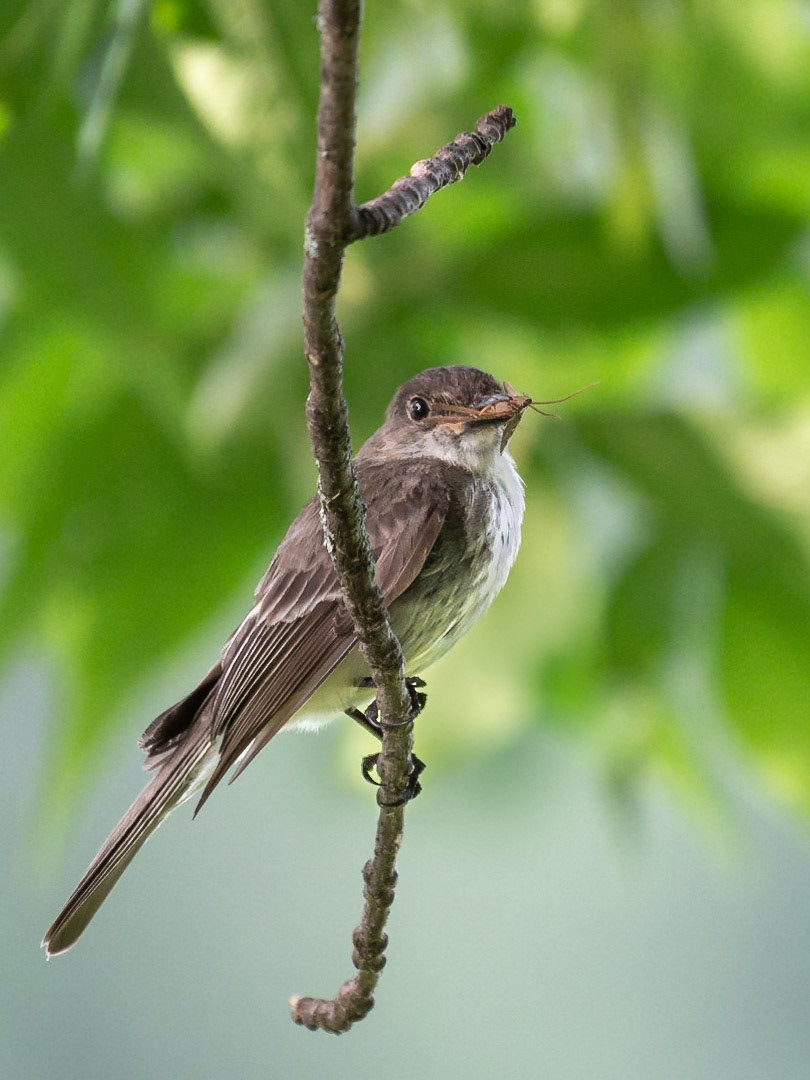 Eastern Wood-Pewee (Contopus virens) with insect
