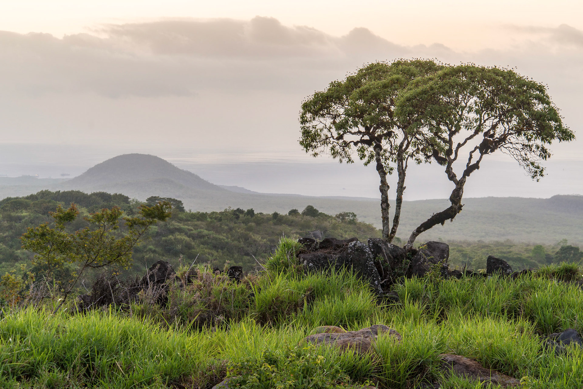 Scalesia trees and cinder cone, El Progresso, , Isla San Cristóbal, Galápagos Islands, Ecuador