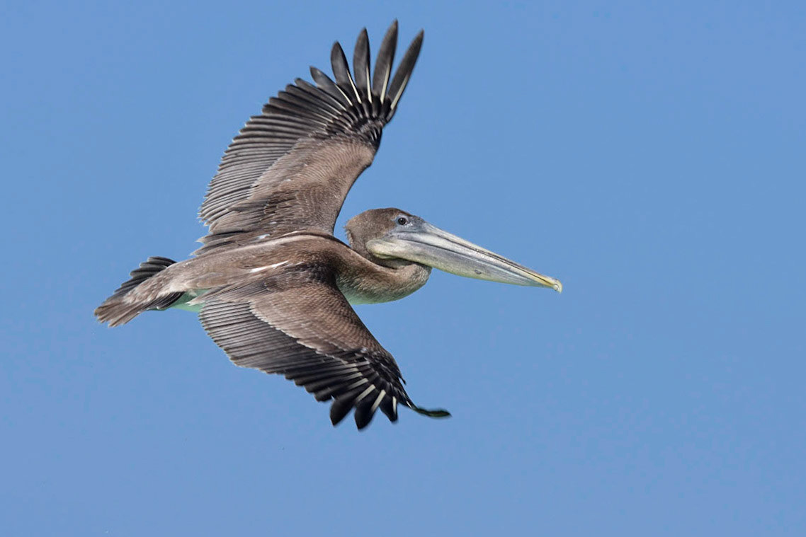 Brown Pelican III (Pelecanus occidentalis urinator - Endemic subspecies), Playa Cerro Brujo, Isla San Cristóbal, Galápagos Islands, Ecuador