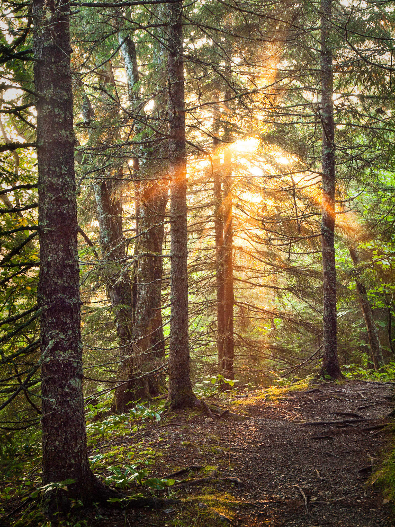 Forest Sunrise, Fundy National Park