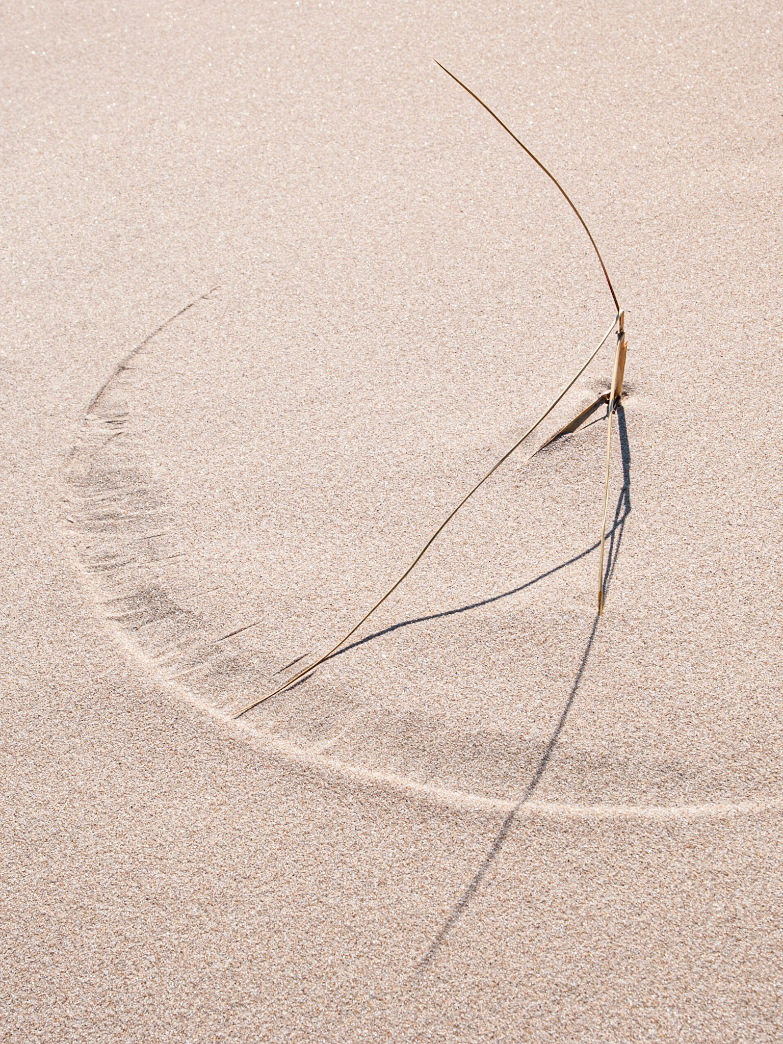 Sand-dial, Sandbanks Provincial Park