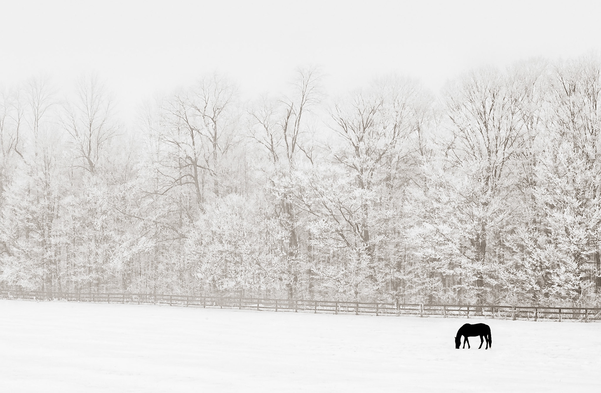 Hoar Frost, Morning