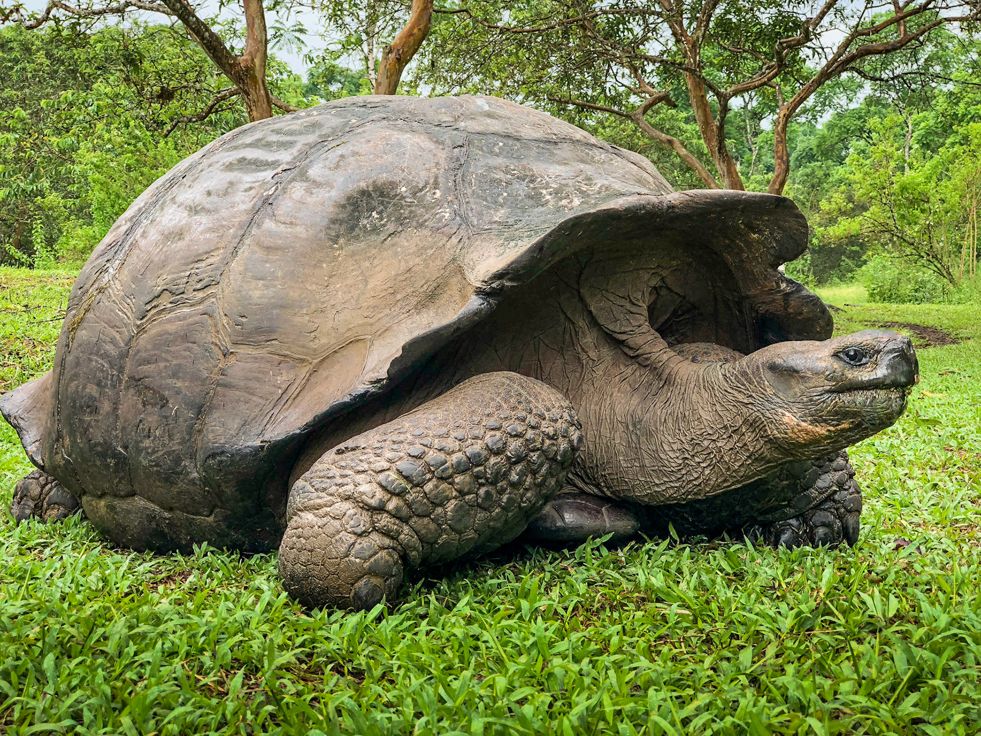 Galápagos Tortoise (Chelonoidis nigra[), Santa Cruz, Galápagos