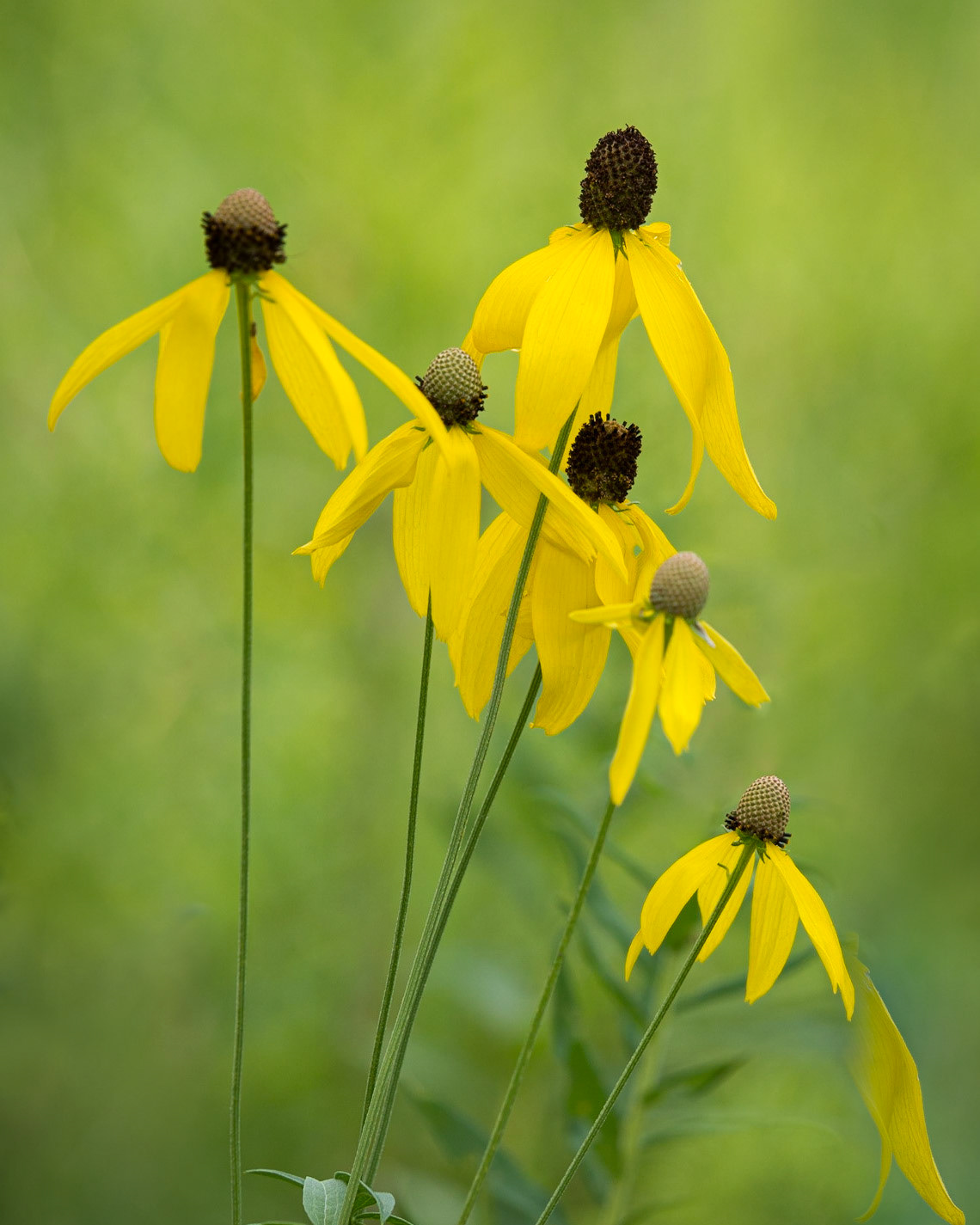 Gray-headed Coneflower - V.