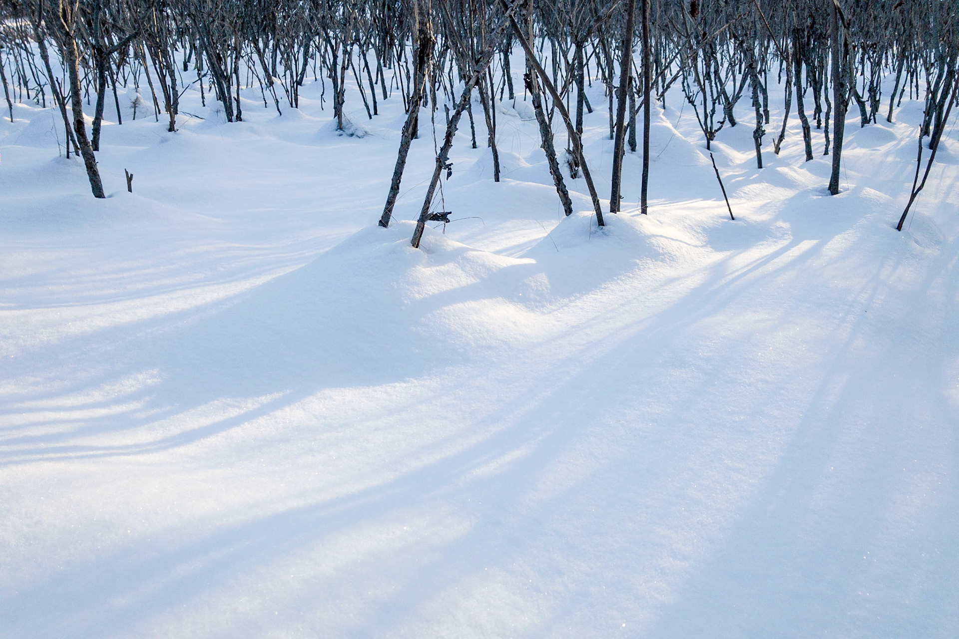 Sumac Shadows, Winter