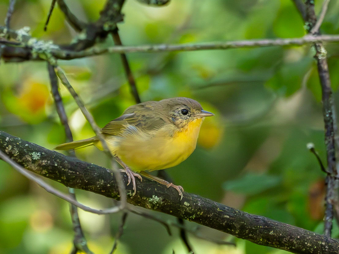 Juvenile Common Yellowthroat (warbler)