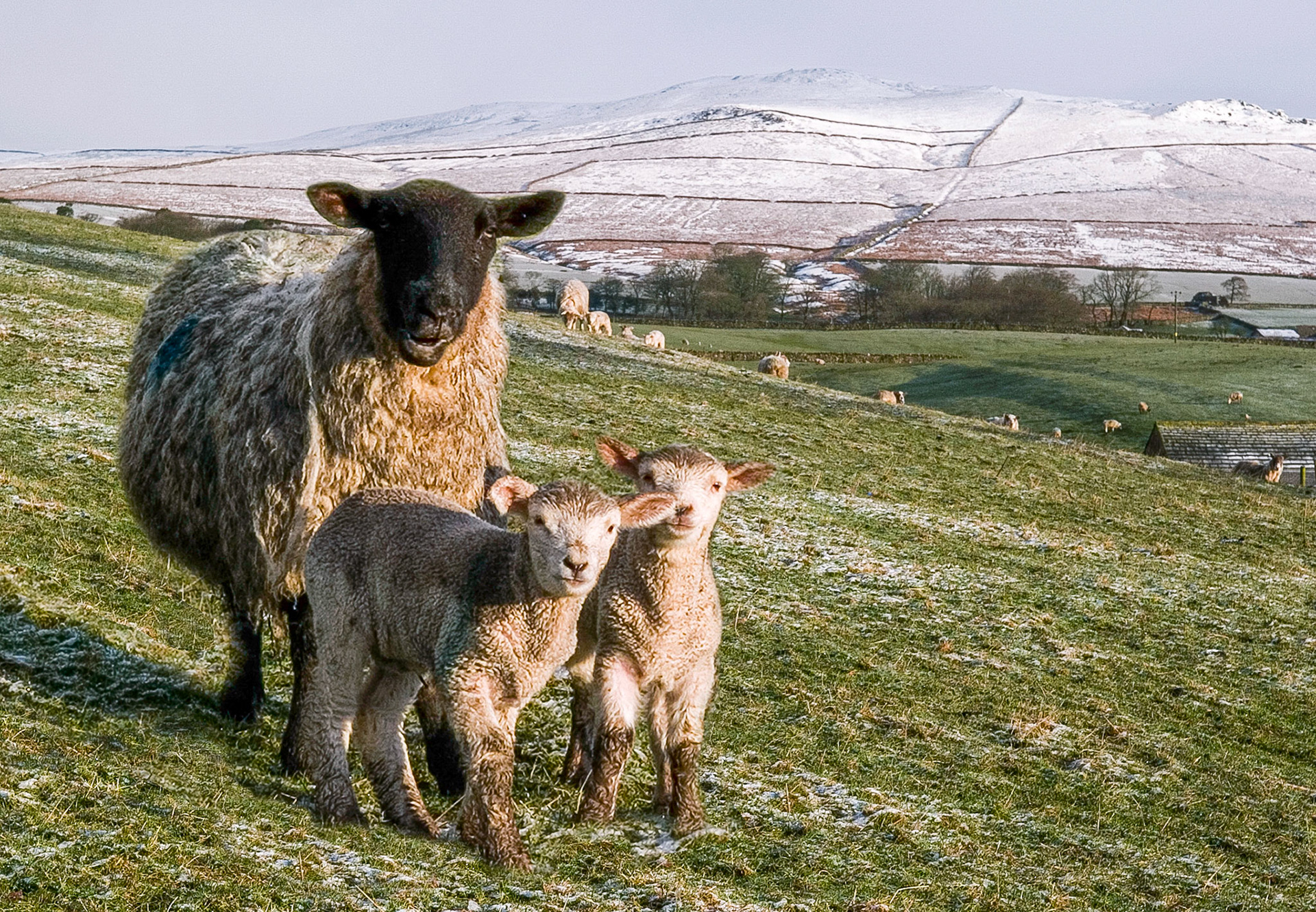 A ewe and her two lambs are together on a green pasture with a light skiff of snow with the undulating snow-covered fells and hills of the Yorkshire Dales in the background.