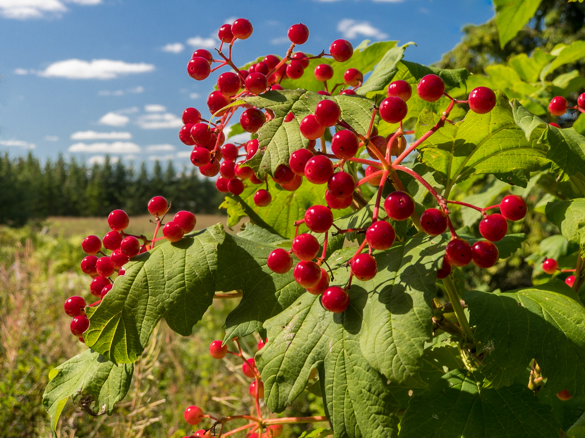 Close-up of bright, red Highbush Cranberry (Viburnum trilobum) berries with a blue sky behind