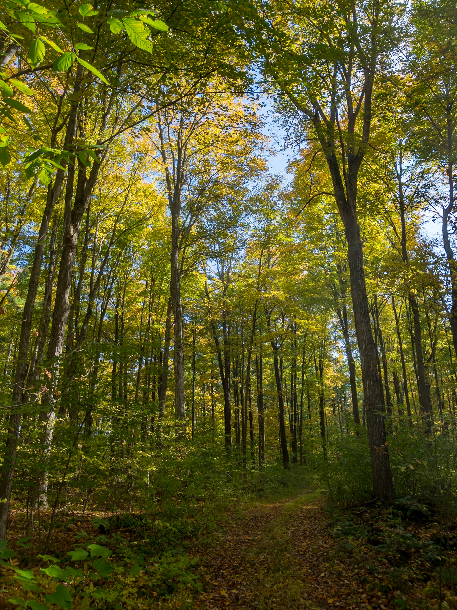 Leaf-strewn pathway through a colourful autumn forest