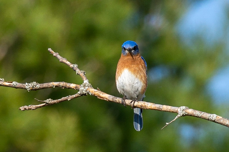 Eastern Bluebird