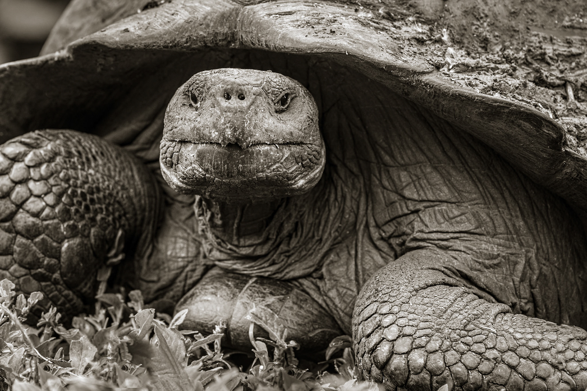 Galápagos Tortoise, Galápagos Islands, Ecuador