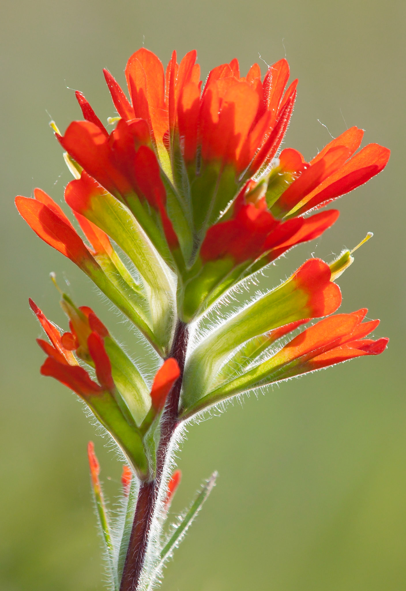 Paintbrush or Painted-cup