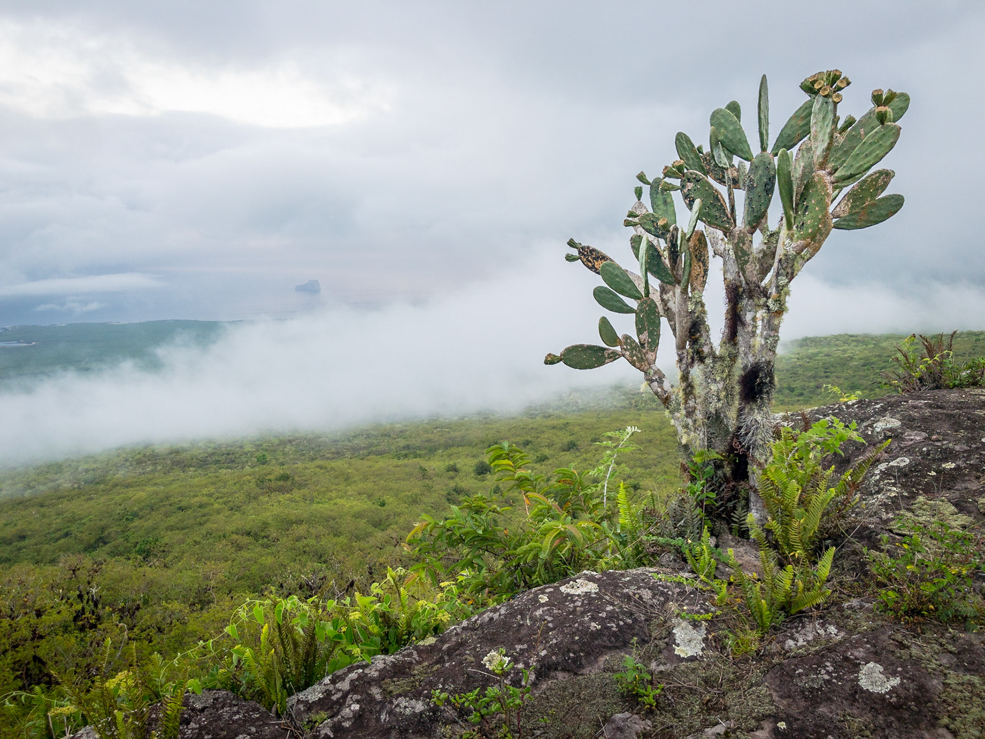 Opuntia and Galápagos Coast, San Cristóbal
