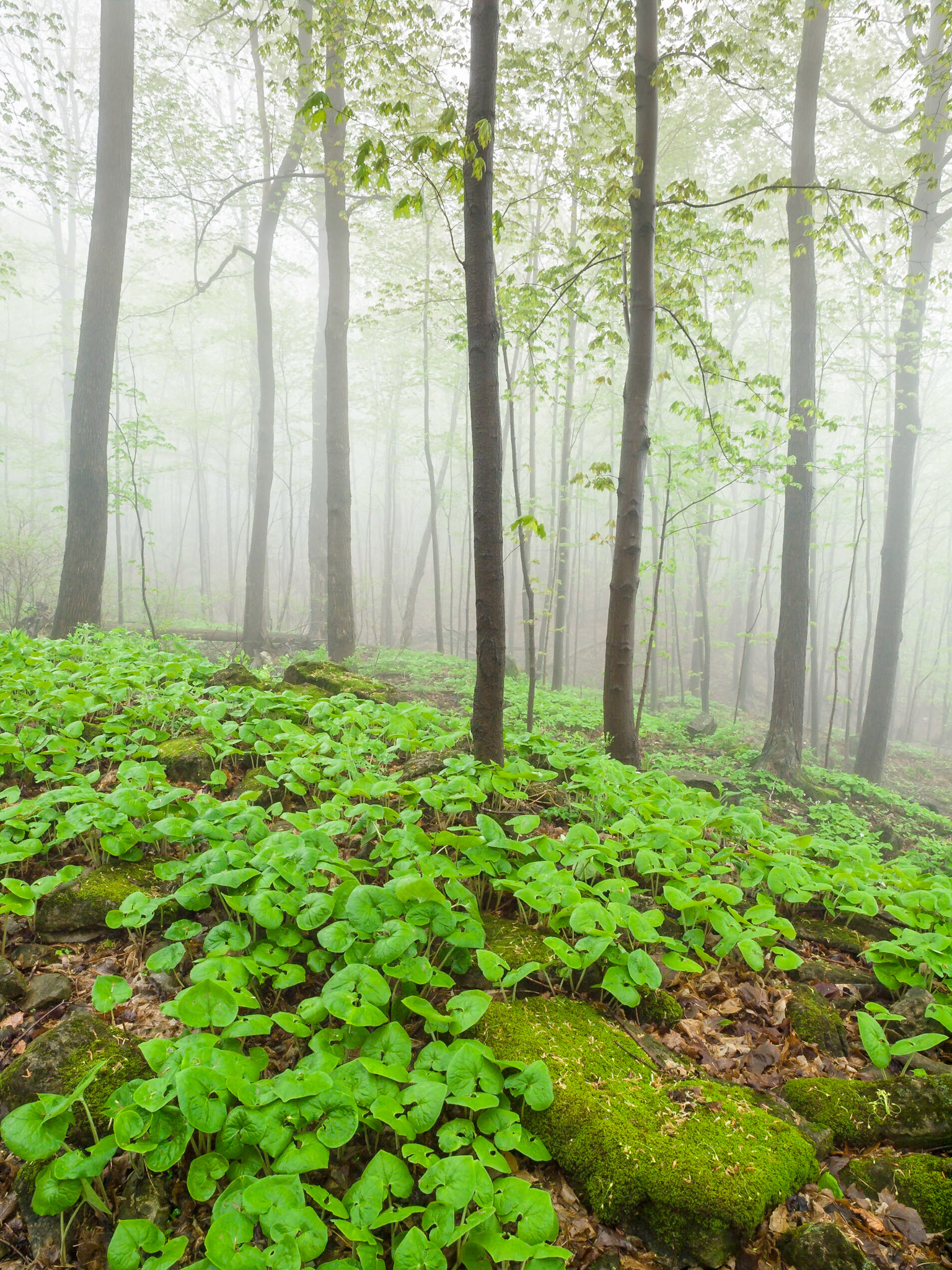 Wild Ginger, Spring, Bruce Trail, Hamilton, Ontario, Canada
