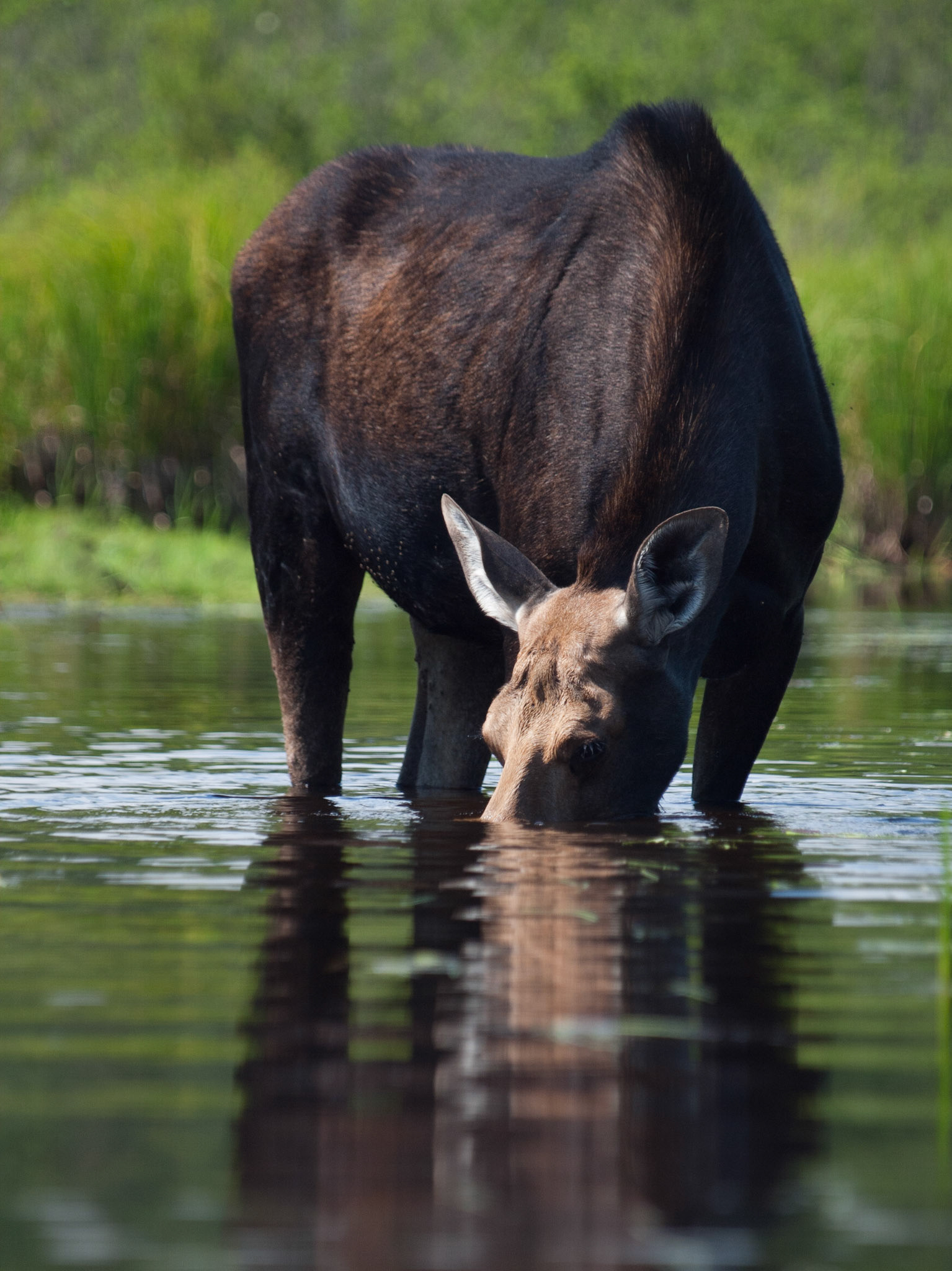 Cow Moose submerged, Algonquin Provincial Park