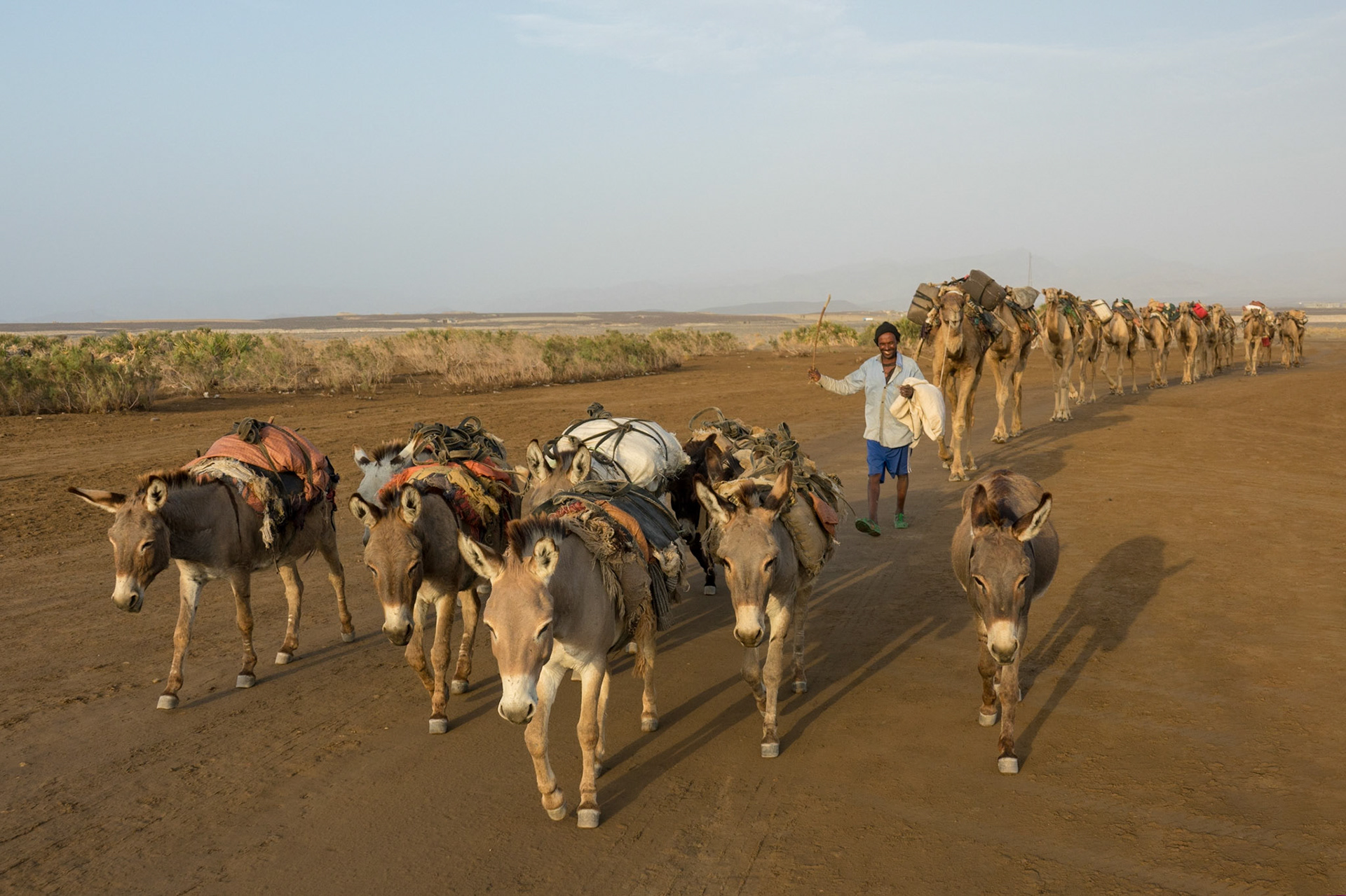 A donkey and camel train carrying packs of mined salt is lead by an Afari tribesman, across the Asale salt pan in Ethiopia’s Danakil Depression, the hottest, driest, most inhospitable place on Earth.