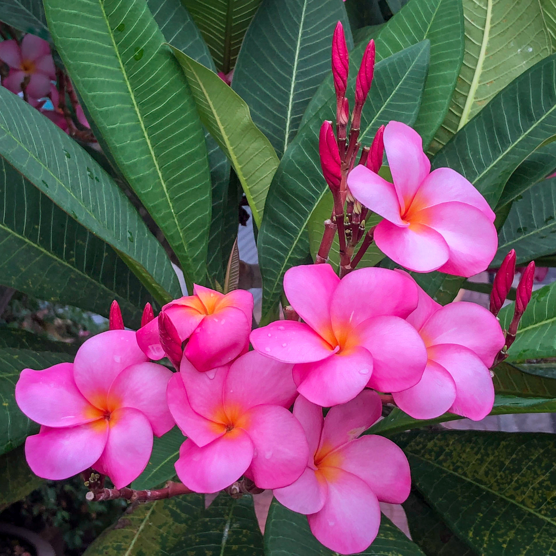 Frangipani, Bangkok, Thailand