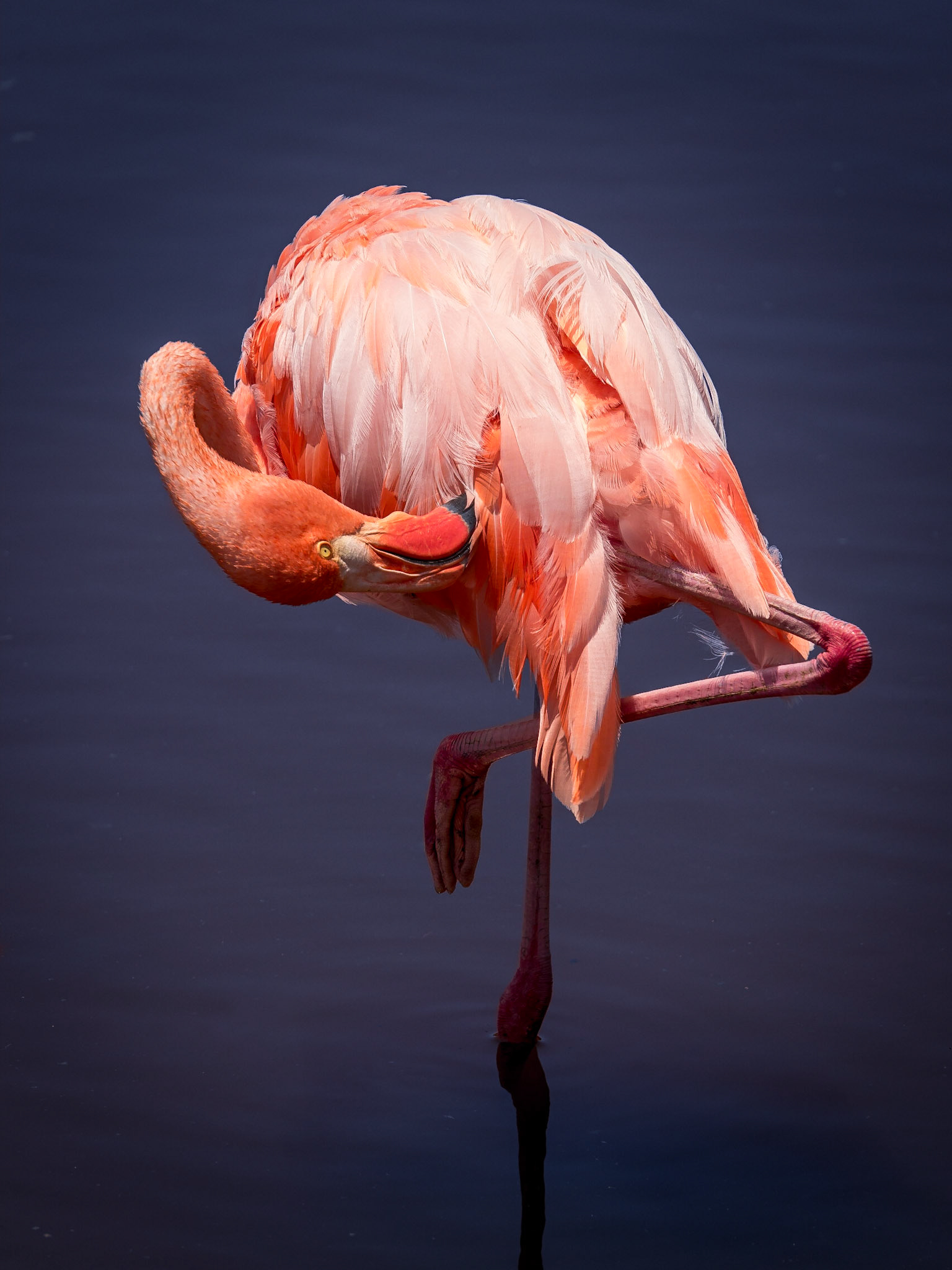 Greater Flamingo (Phoenicopterus roseus). Isabela, Galapagos
