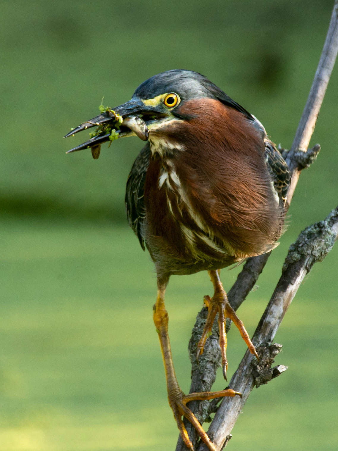Green Heron with fish