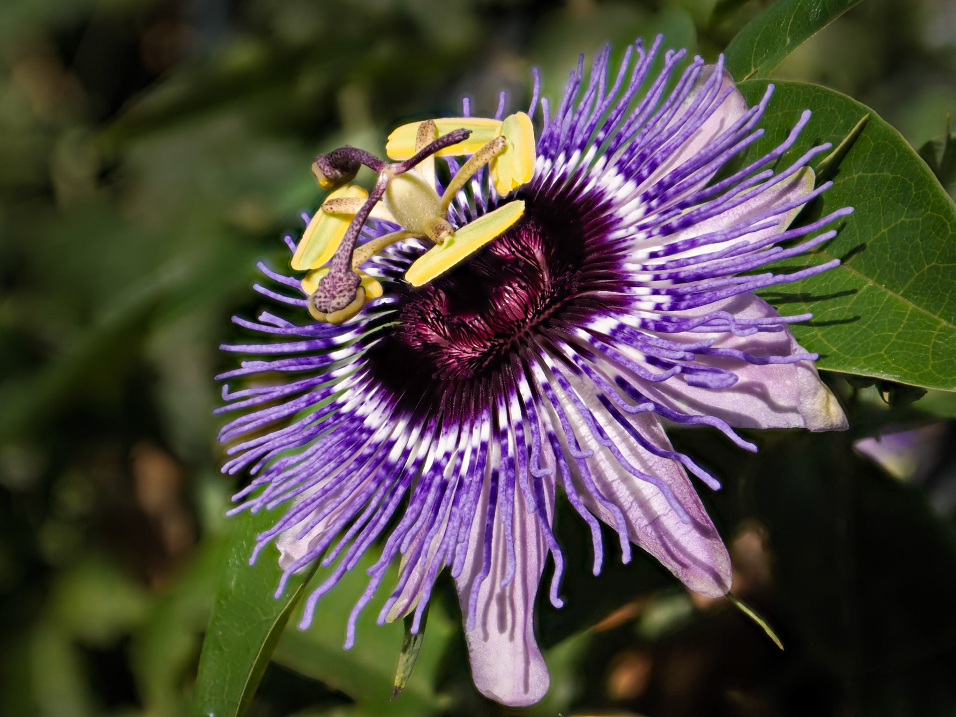 Close-up of the bright purples and yellow parts of an exotic passionflower set against the green of the vines