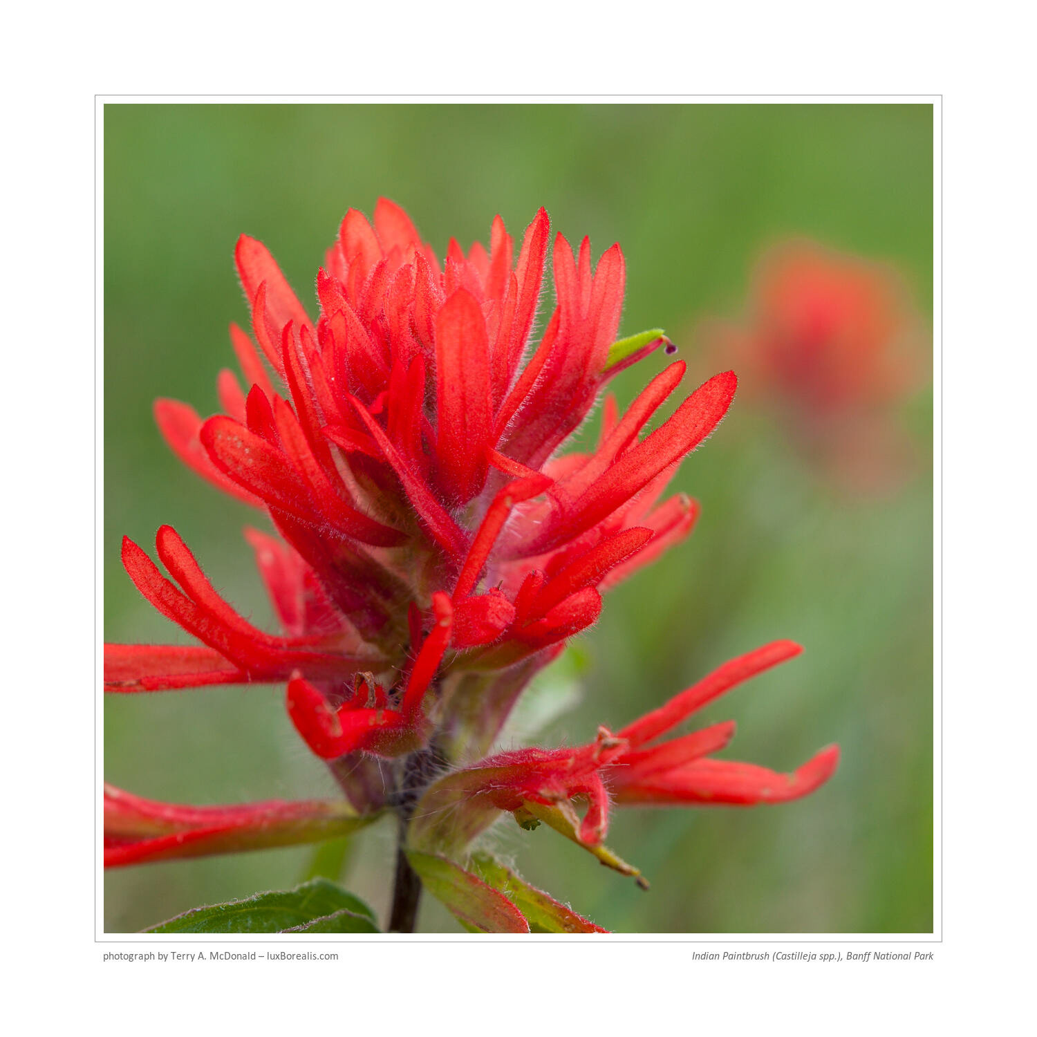 7:42pm, Prairie Fire (Castilleja spp.), Banff National Park, Canada