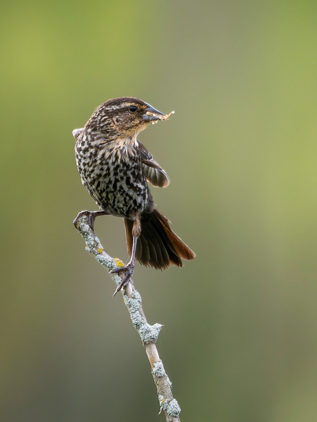 Female Red-winged Blackbird