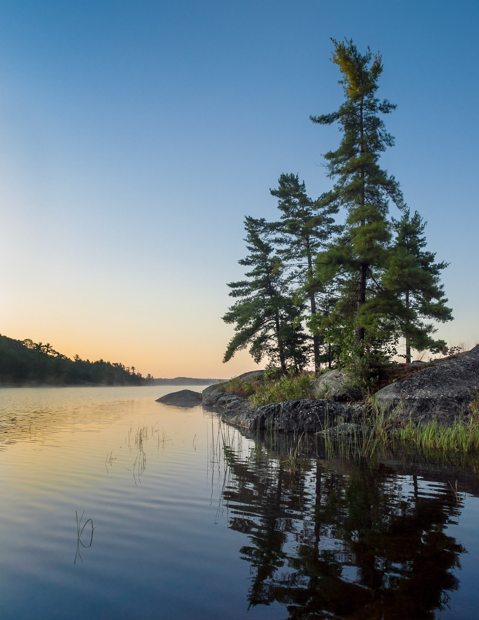 White Pines, Dawn, The Massasauga Provincial Park, Ontario