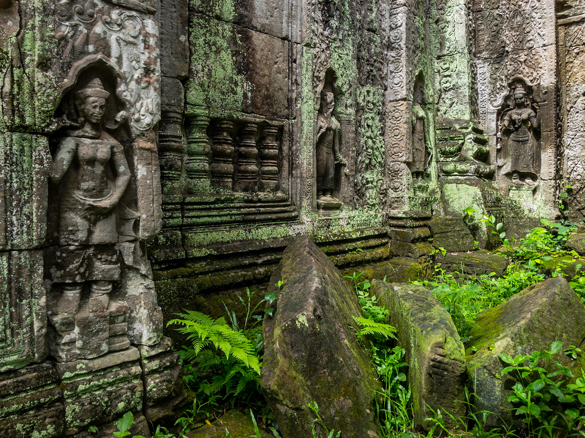 Reclamation, Preah Khan Temple, Angkor, Cambodia