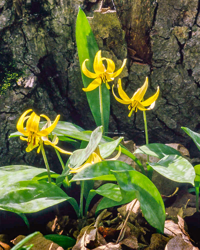 Trout Lily
