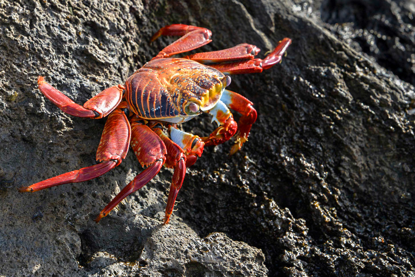 Adult Sally Lightfoot Crab (Grapsus grapsus), Mann Beach, Puerto Baquerizo Moreno, Isla San Cristóbal, Galápagos Islands, Ecuador