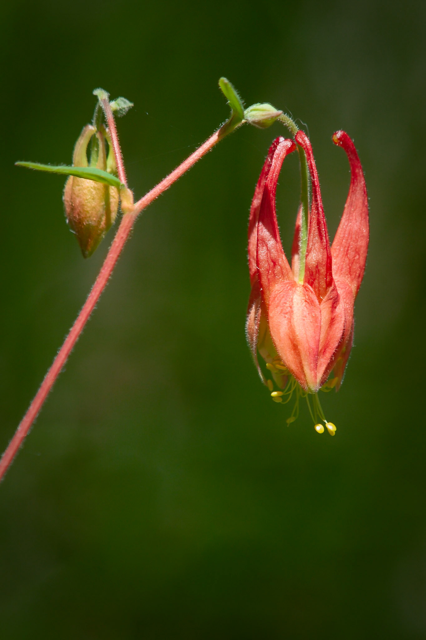 Columbine (Aquilegia canadensis), Bruce Trail, Niagara Escarpment, Ontario