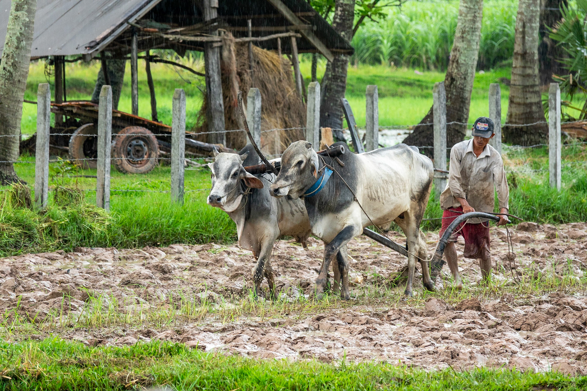 Ox Plough, Kampot, Cambodia