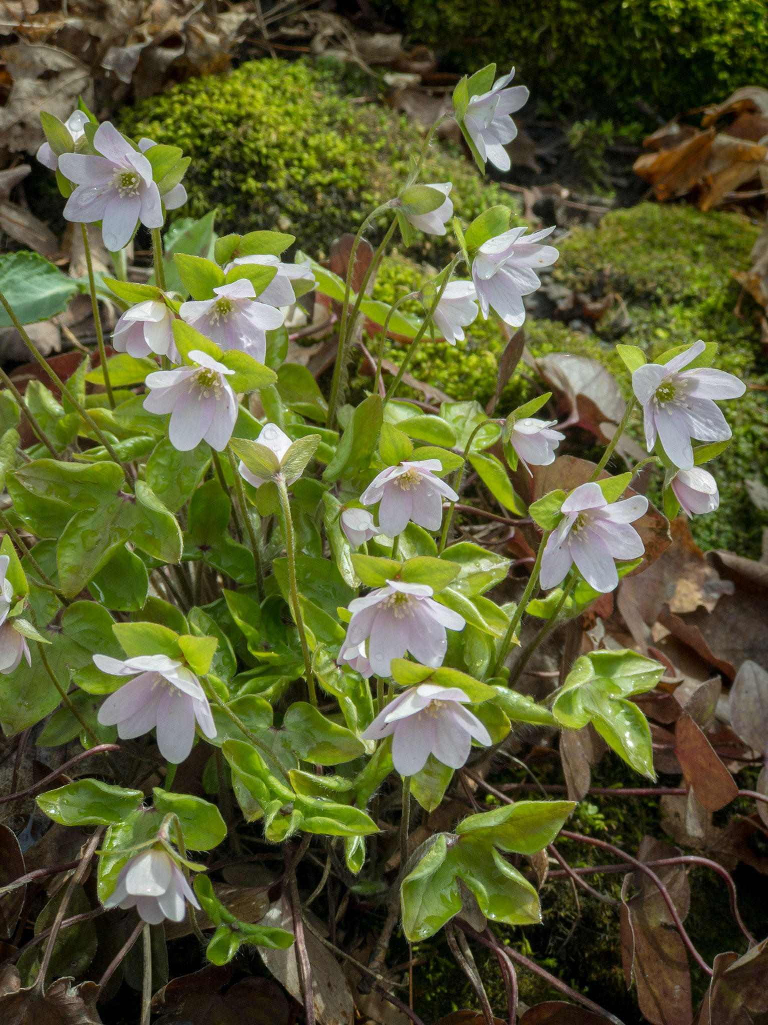 Sharp-lobed Hepatica flowers (Anemone acutiloba) amongst green moss and dead leaves on the forest floor