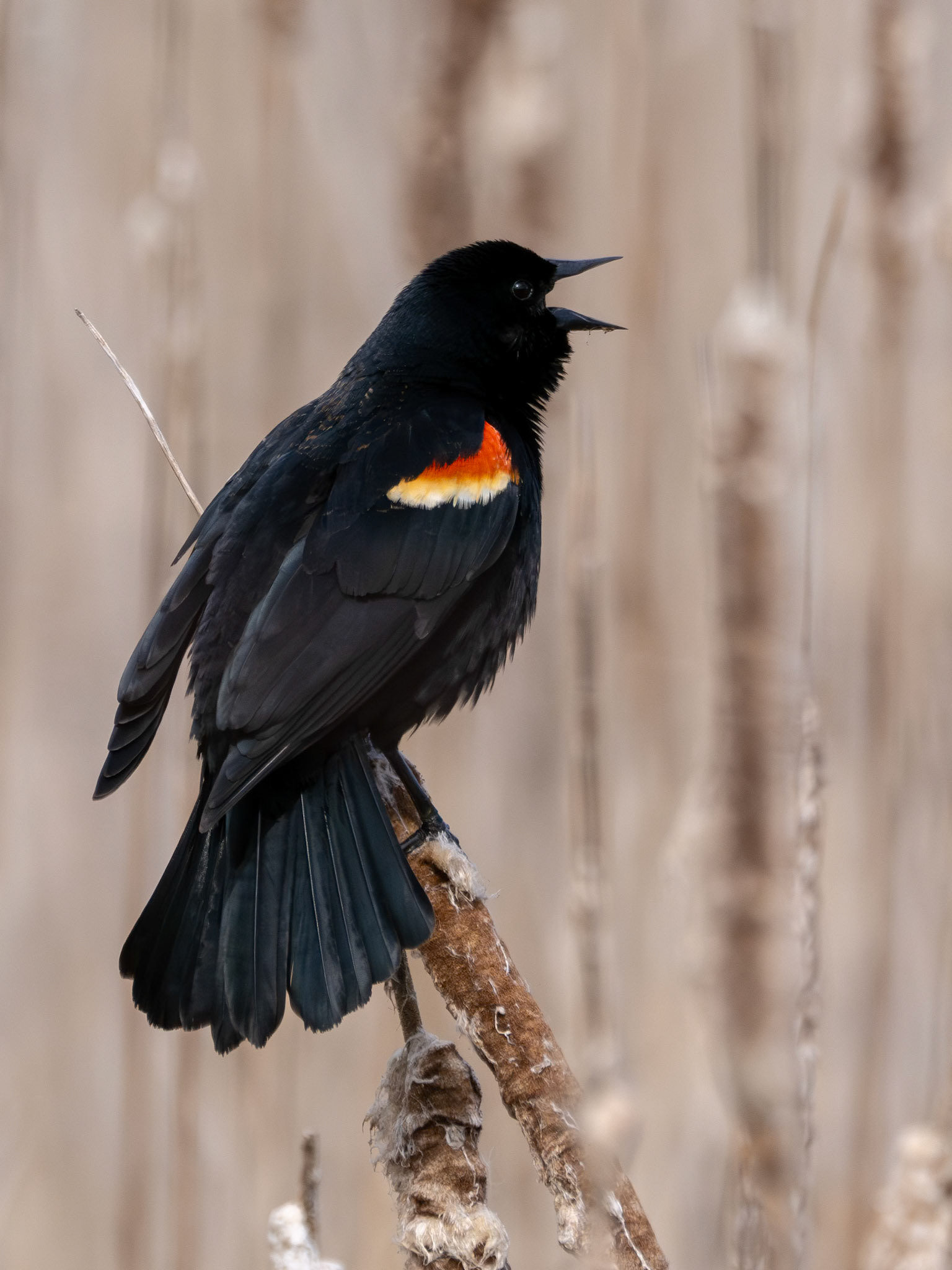 Red-winged Blackbird, male, calling in early spring (Agelaius phoeniceus)