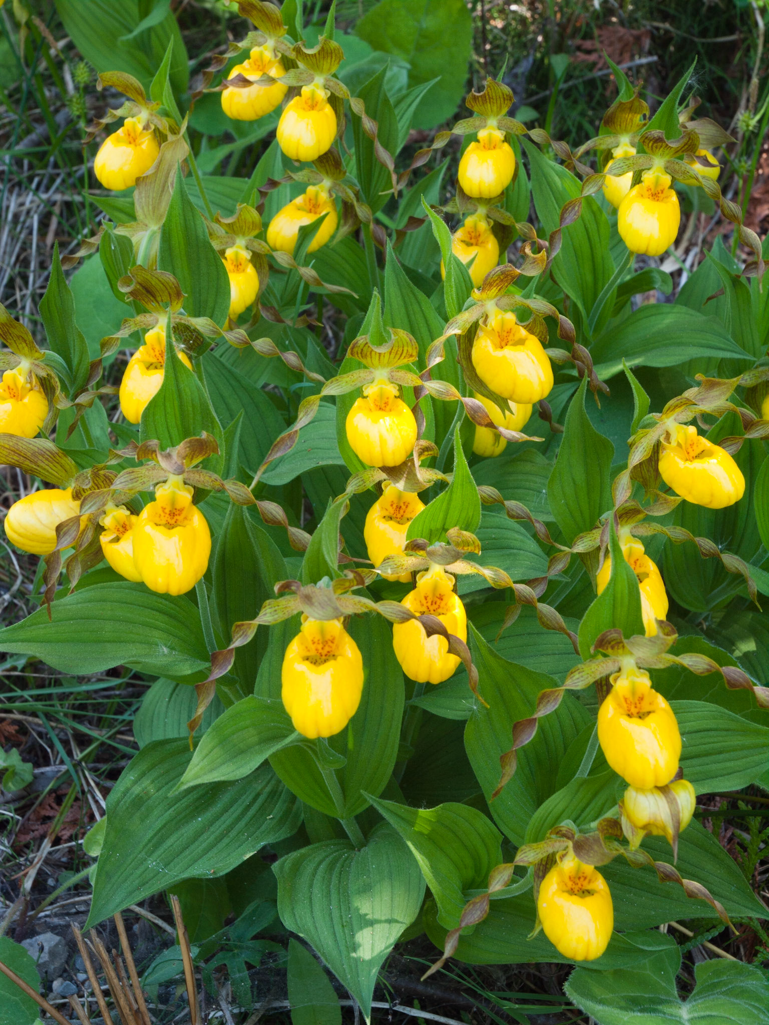 Yellow Lady's-Slippers - V