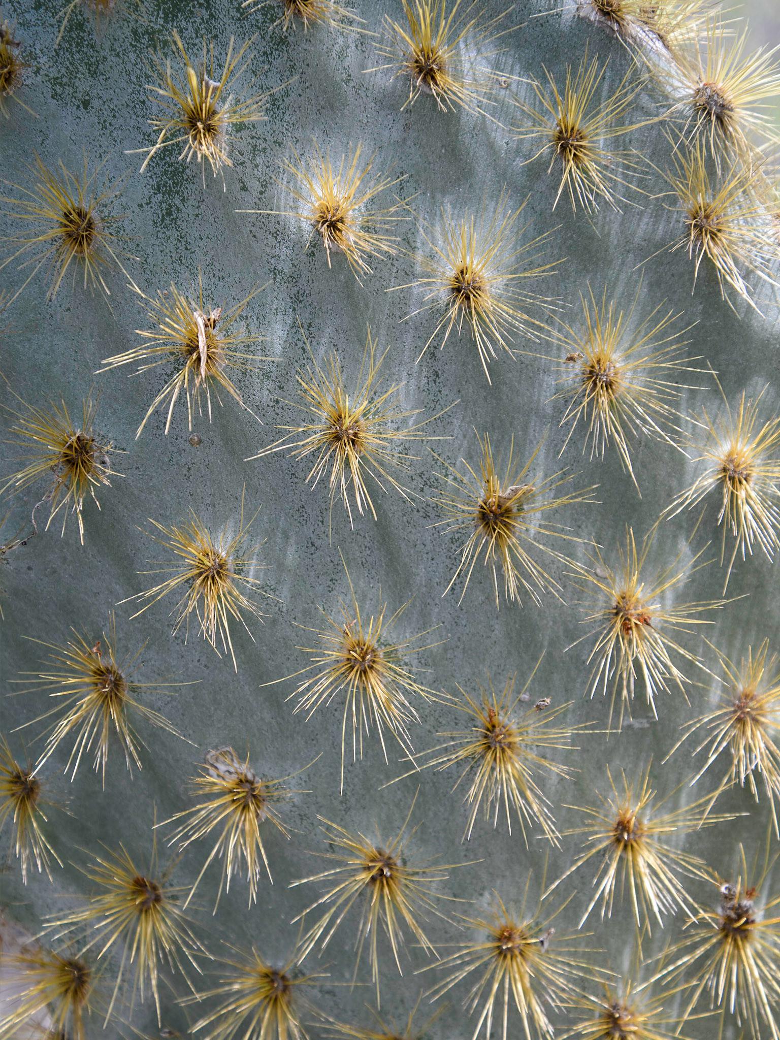 Giant Prickly Pear Cactus (Opuntia spp.), Darwin Bay, San Cristóbal, Galápagos Islands, Ecuador