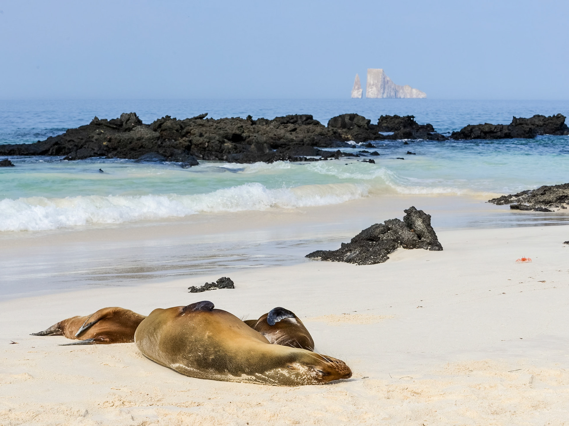 Galápagos Sea Lions (Zalophus wollebacki - Endemic), and Ghost Crab (Ocypode gaudichaudii - Native), Playa Cerro Brujo, Isla San Cristóbal, Galápagos Islands, Ecuador