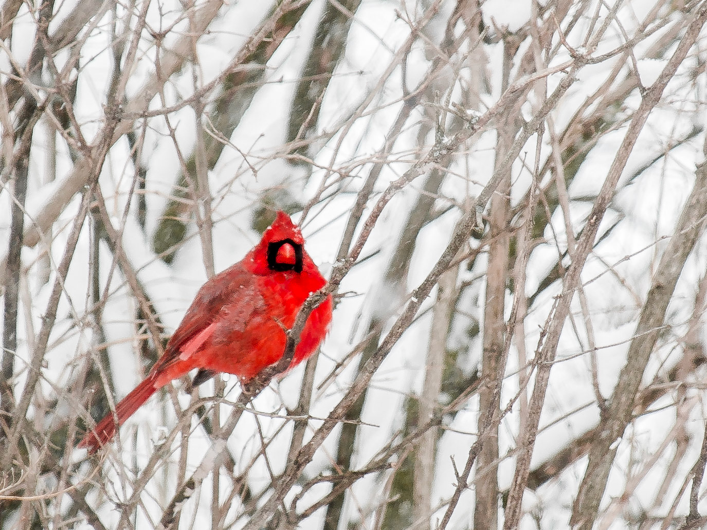 Male cardinal int he snow