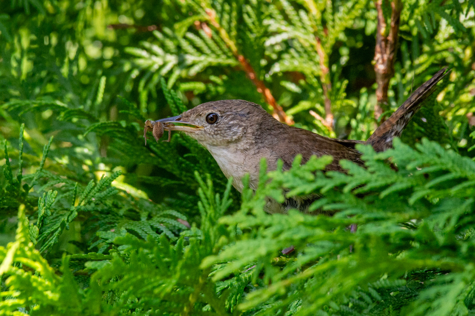 House Wren with a spider
