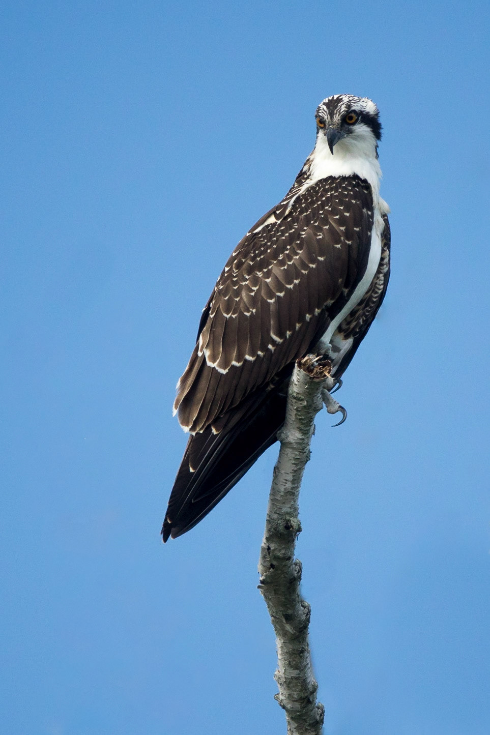 Osprey (Pandion haliaetus)