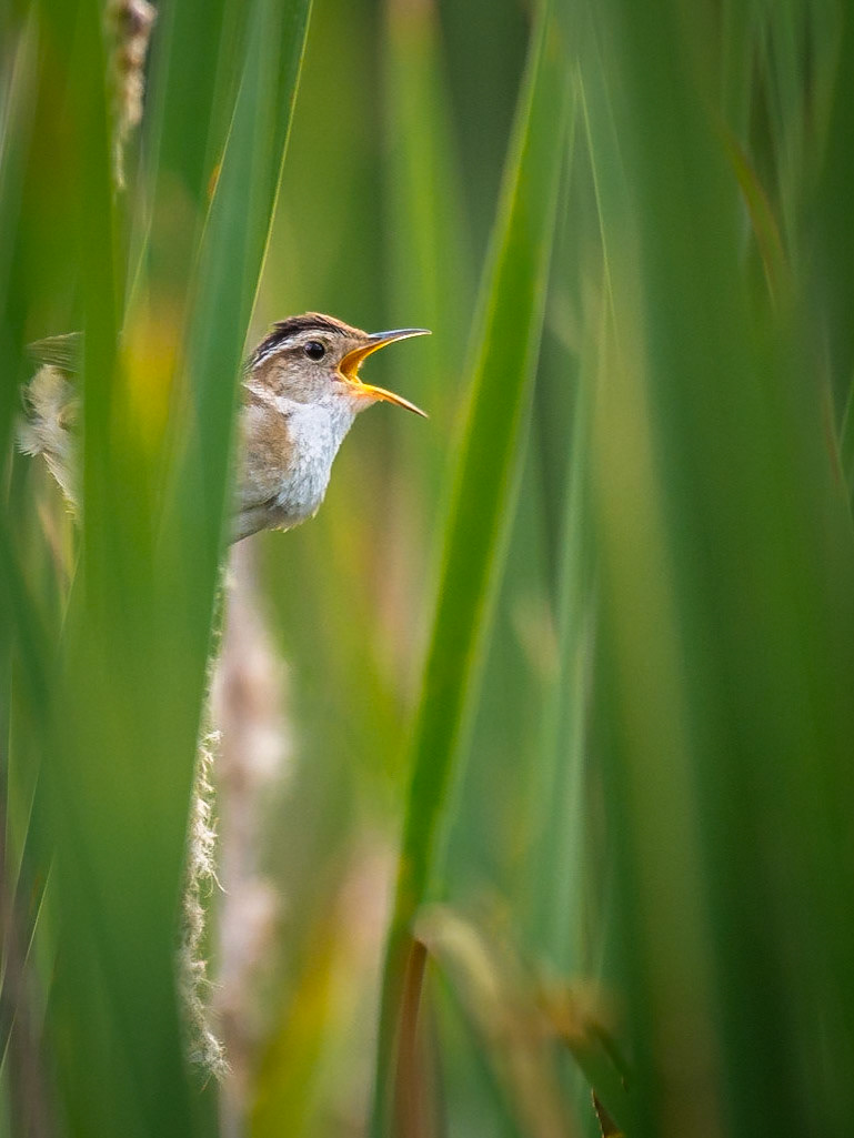 Marsh Wren (Cistothorus palustris)