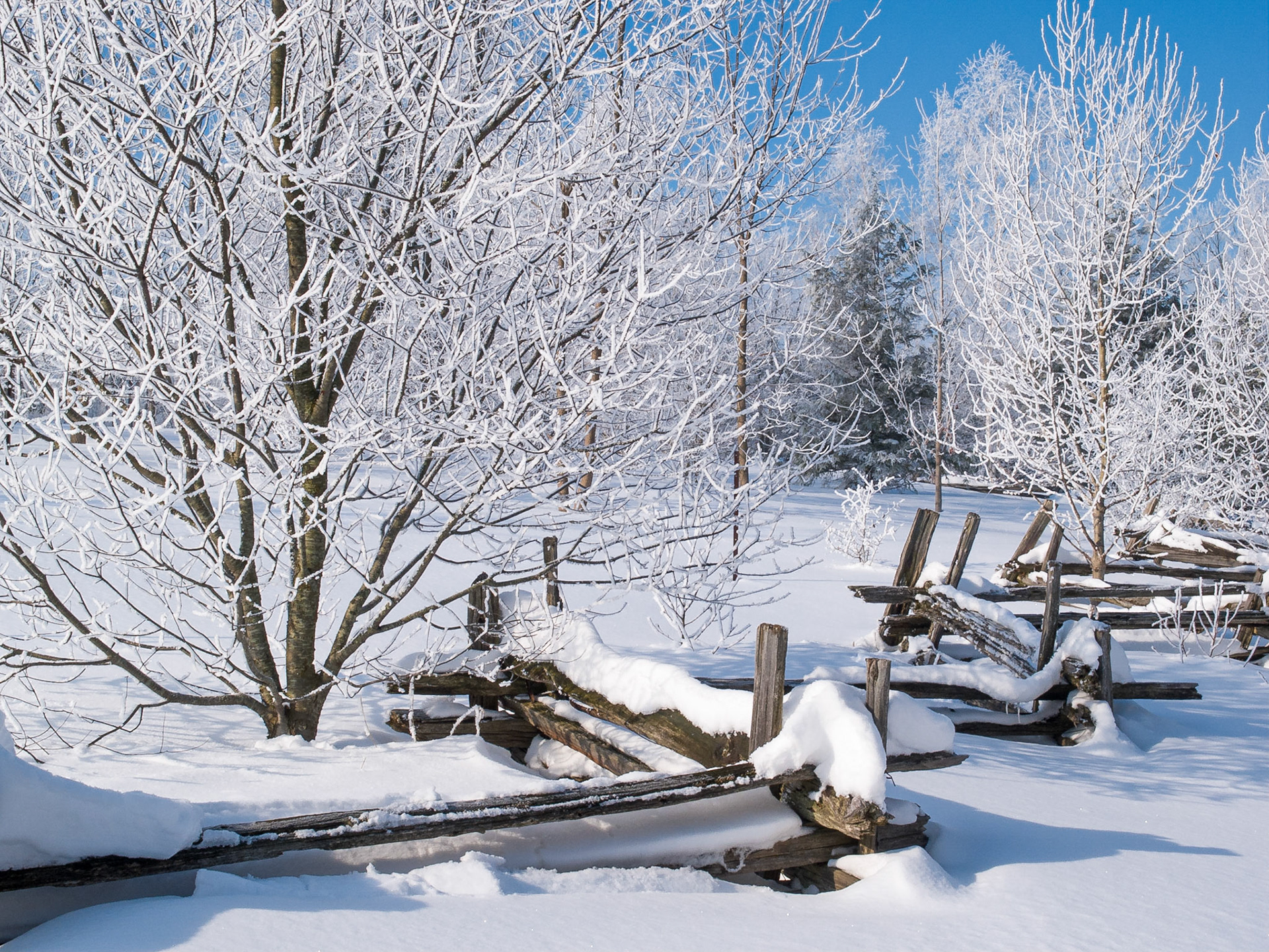 Hoar Frost and Winter Snow, Ontario