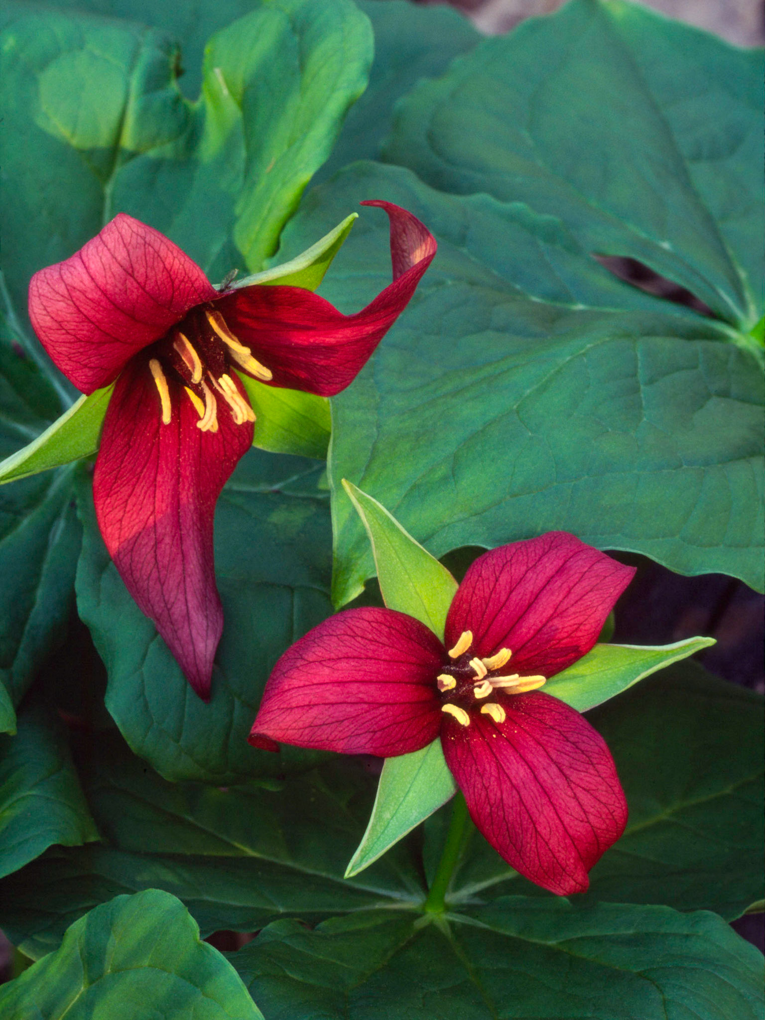 Red Trilliums