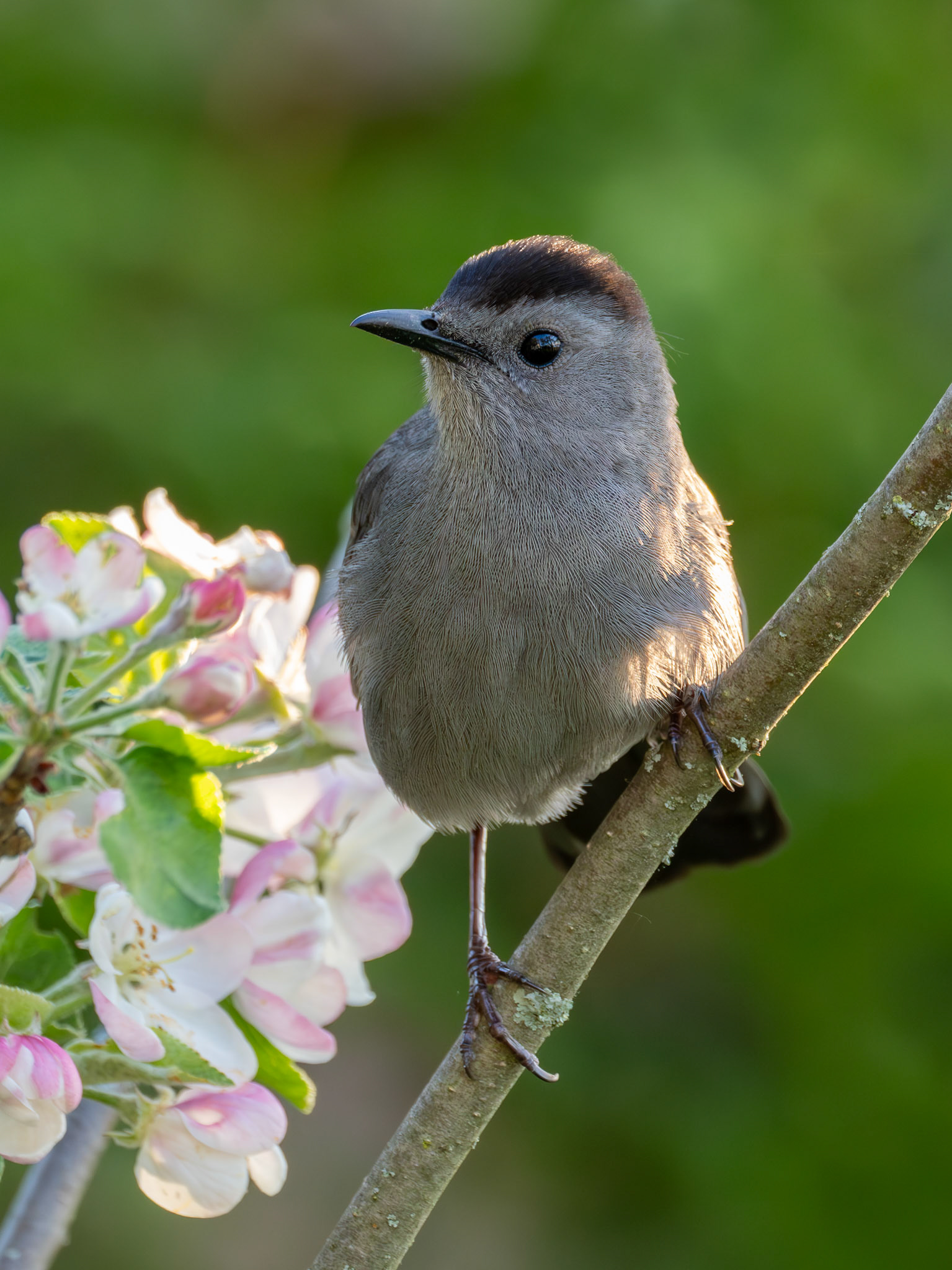 Grey Catbird (Dumetella carolinensis)