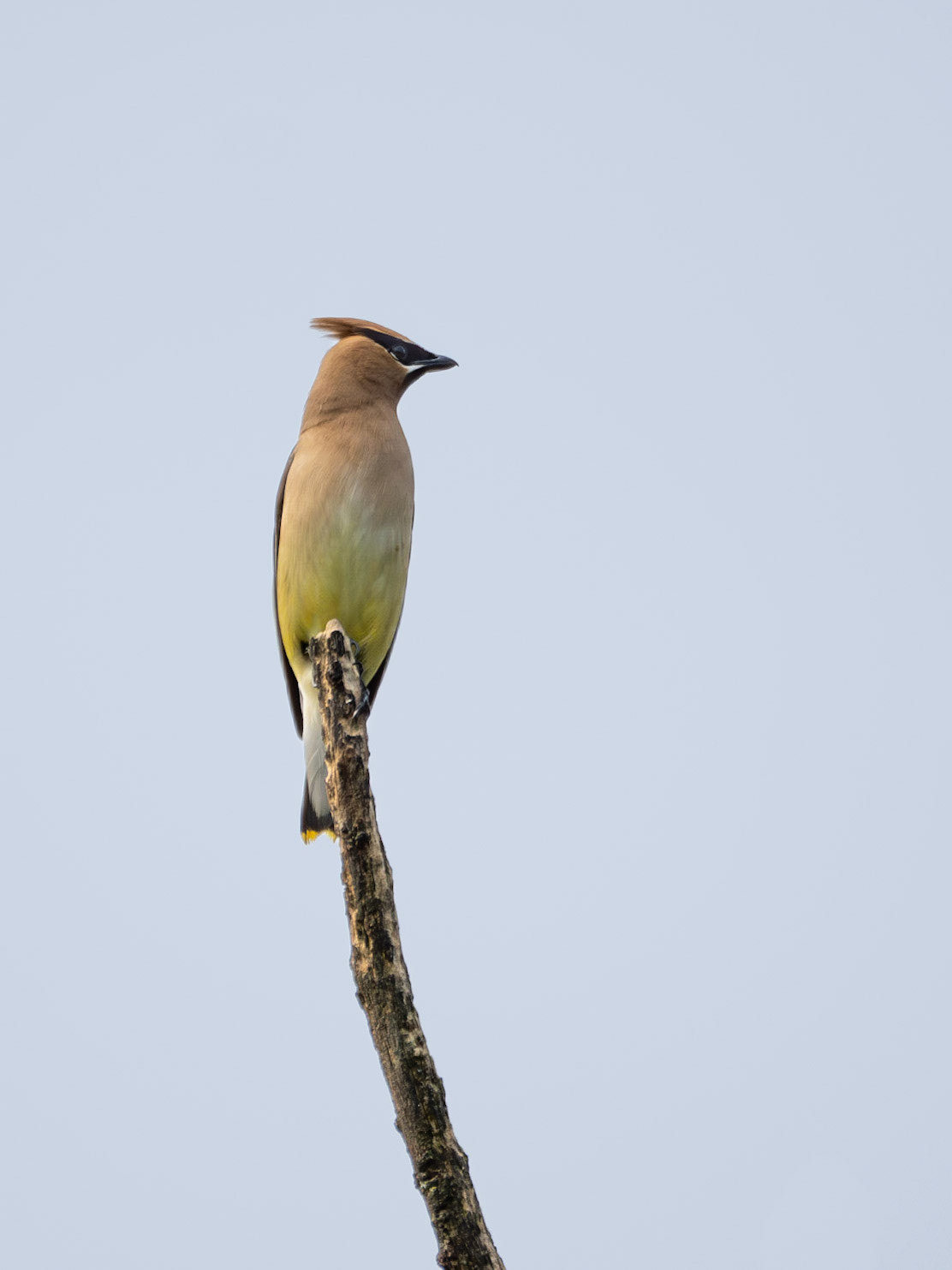 Cedar Waxwing