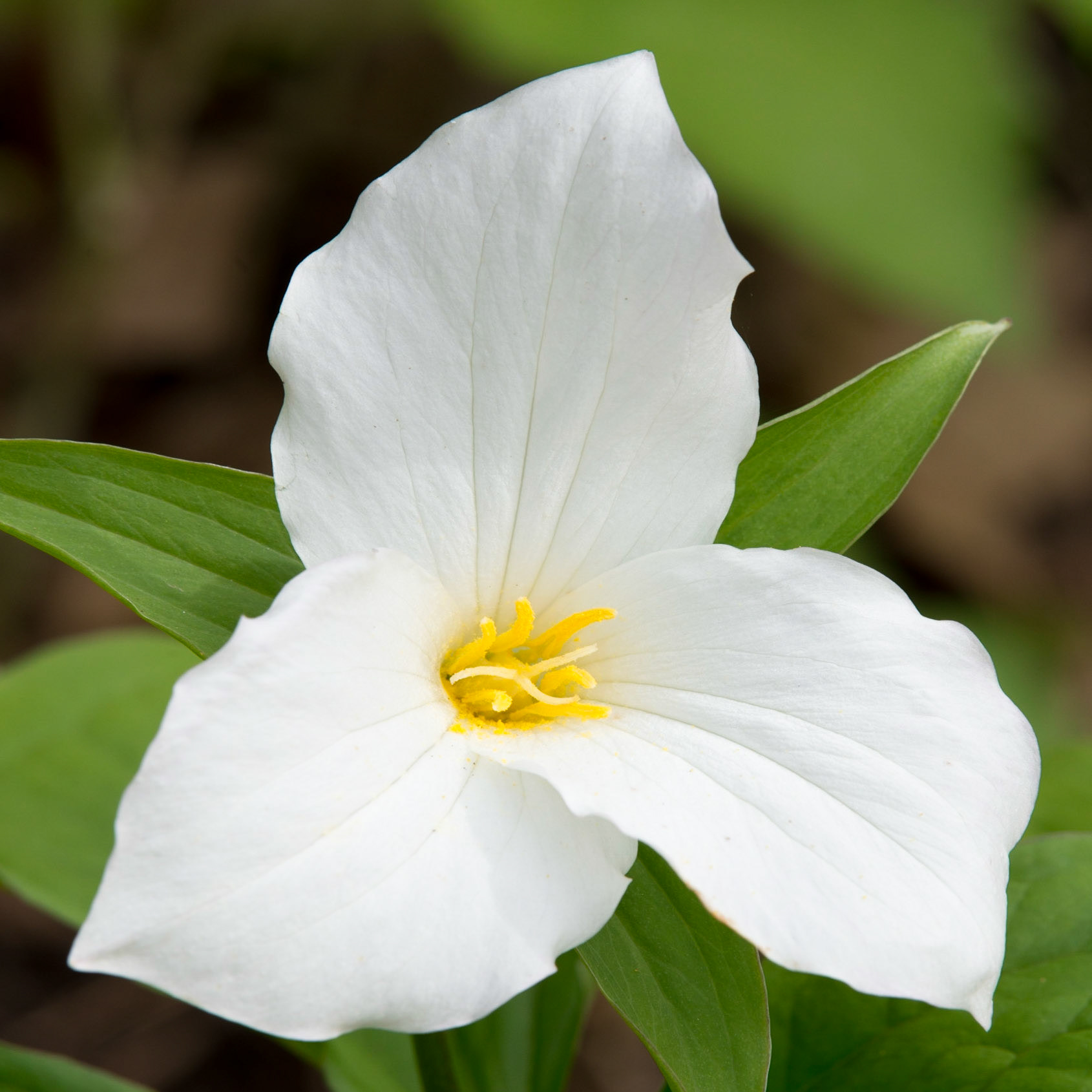 White Trillium