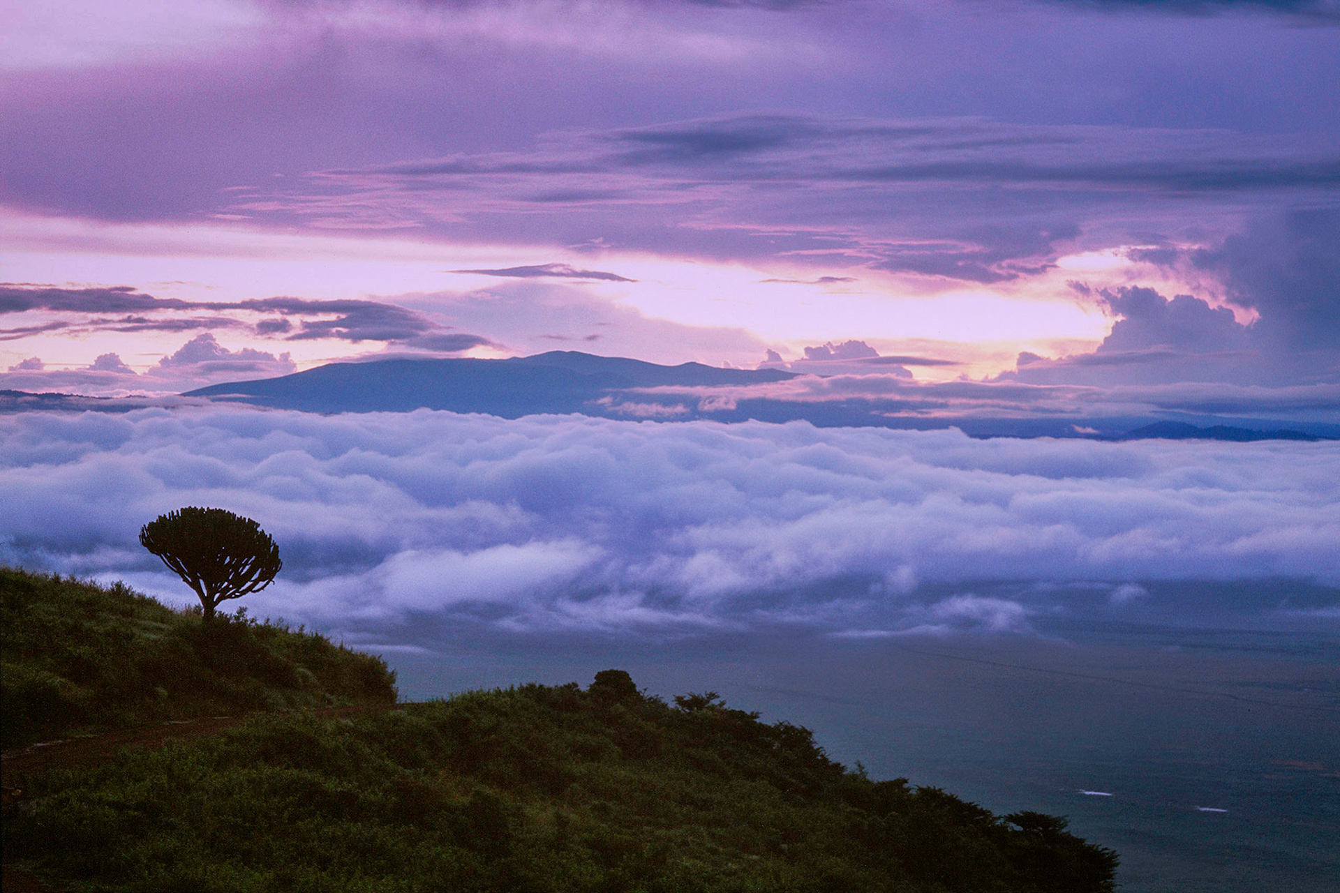Surrounded by cloud lit by the dawn, a lone candleabra tree stands sentinal at the edge of  the Ngorongoro Crater, high above the crater floor.