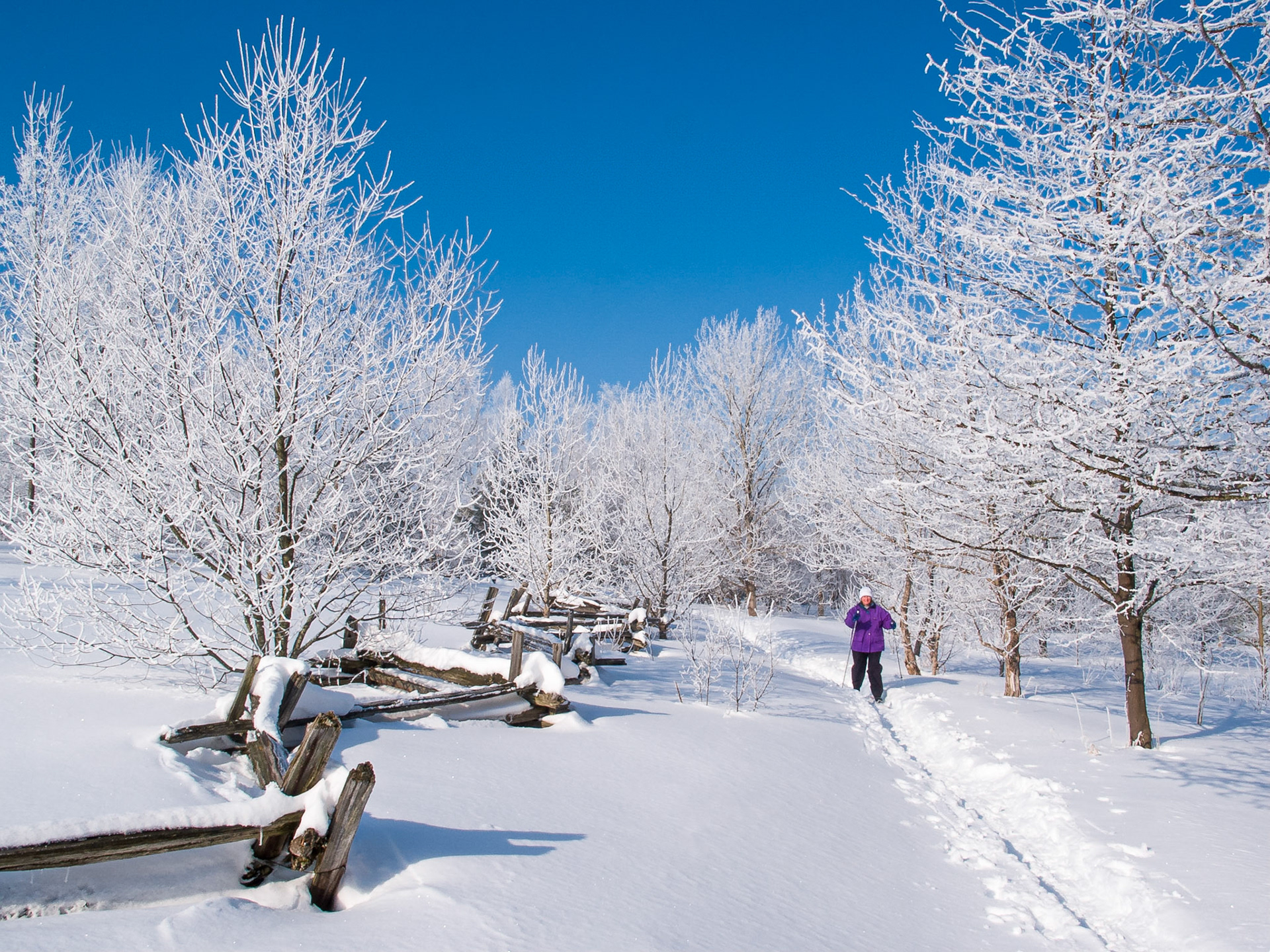 A nordic or cross-country skier skis through a winter wonderland of hoar frost covered trees with a fresh blanket of new snow covering a field and a zig zagging cedar split rail fence under a blue sky.