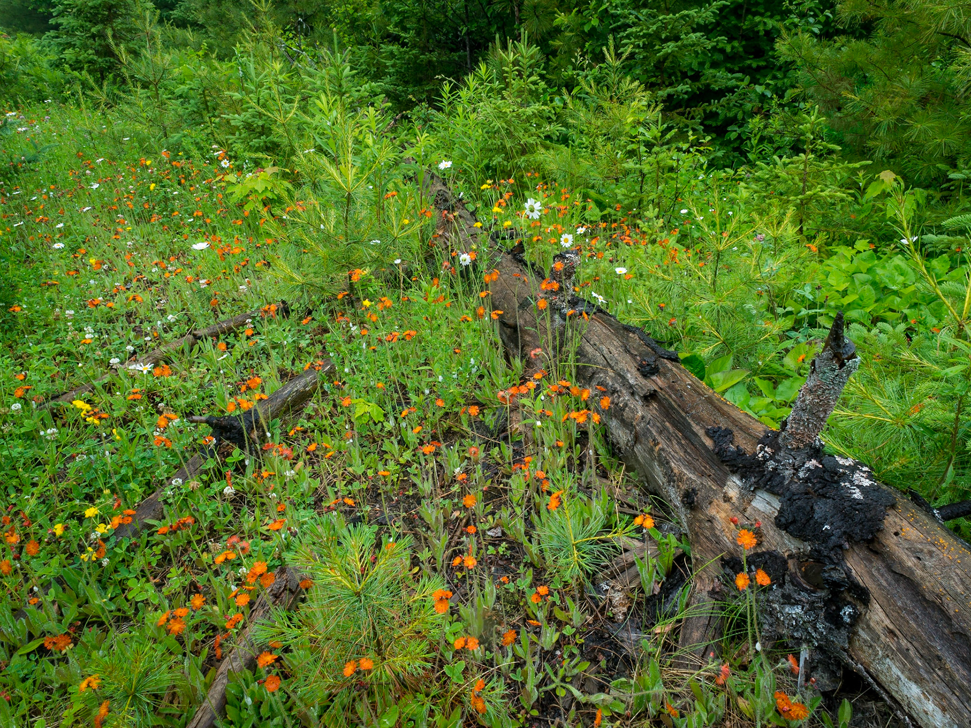 Hawkweed, Killarney Provincial Park